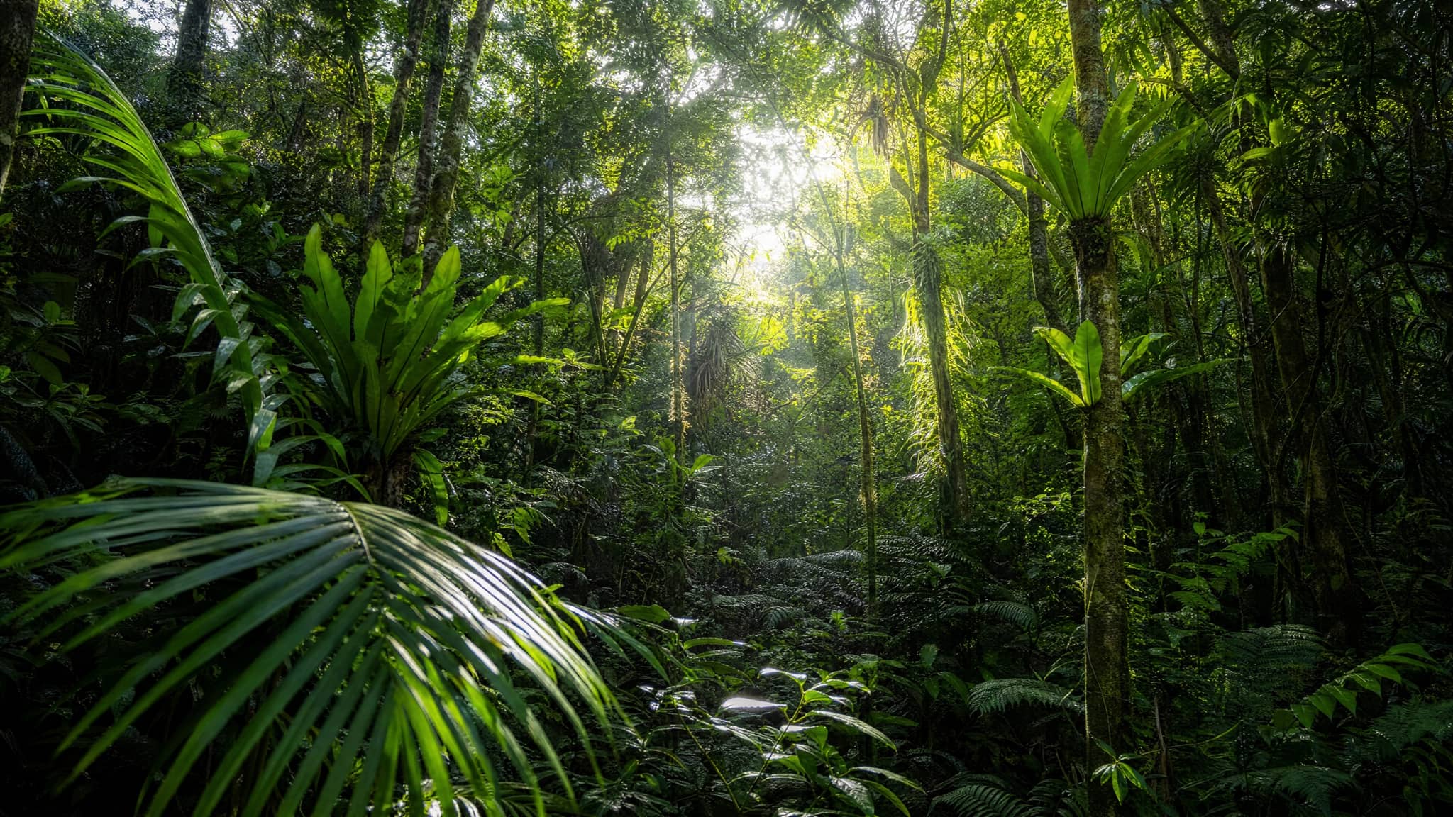 The El Yunque rainforest in Puerto Rico