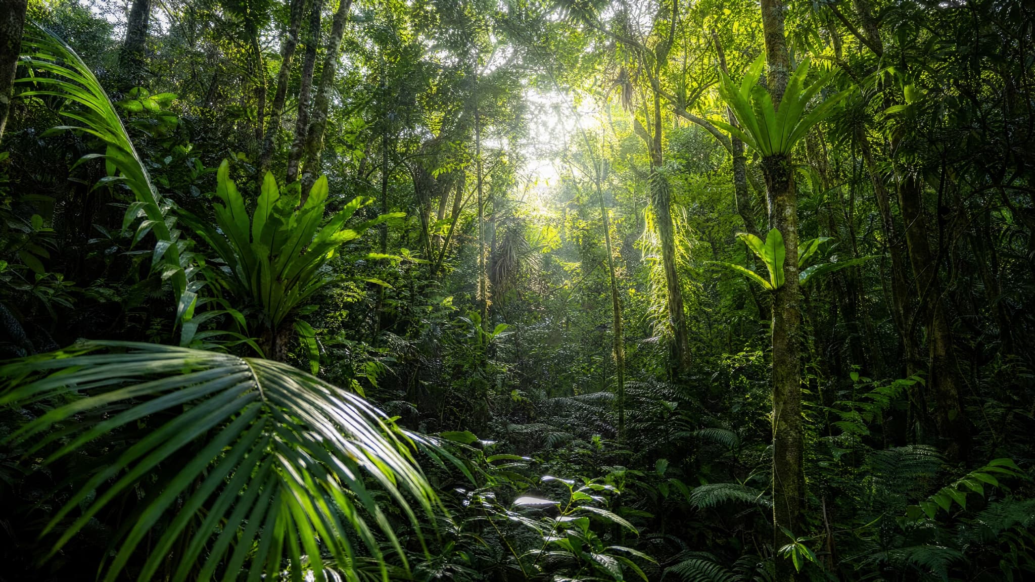 Waterfall and lush rainforest canopy inside El Yunque National Forest