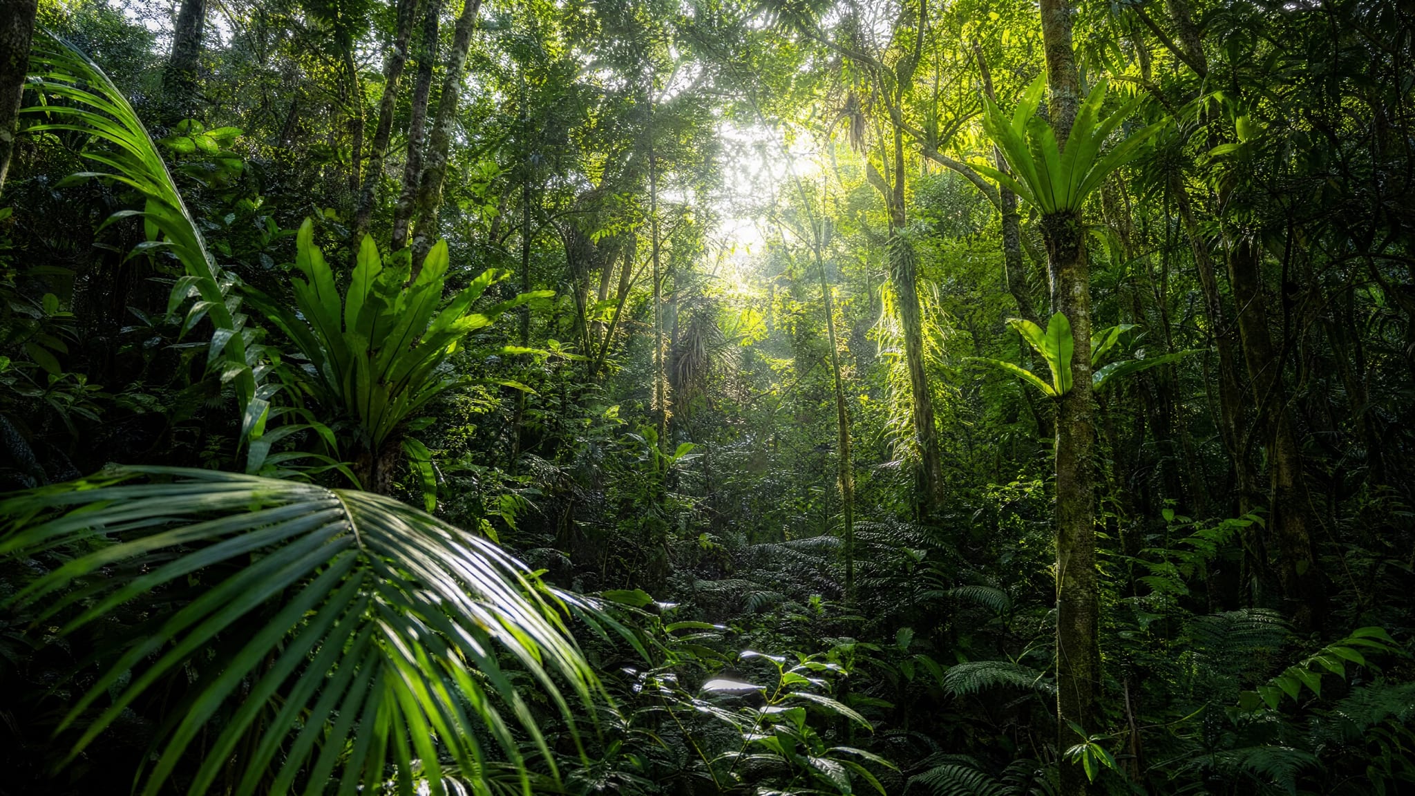 A waterfall and trail deep inside El Yunque National Forest, Puerto Rico's tropical rainforest