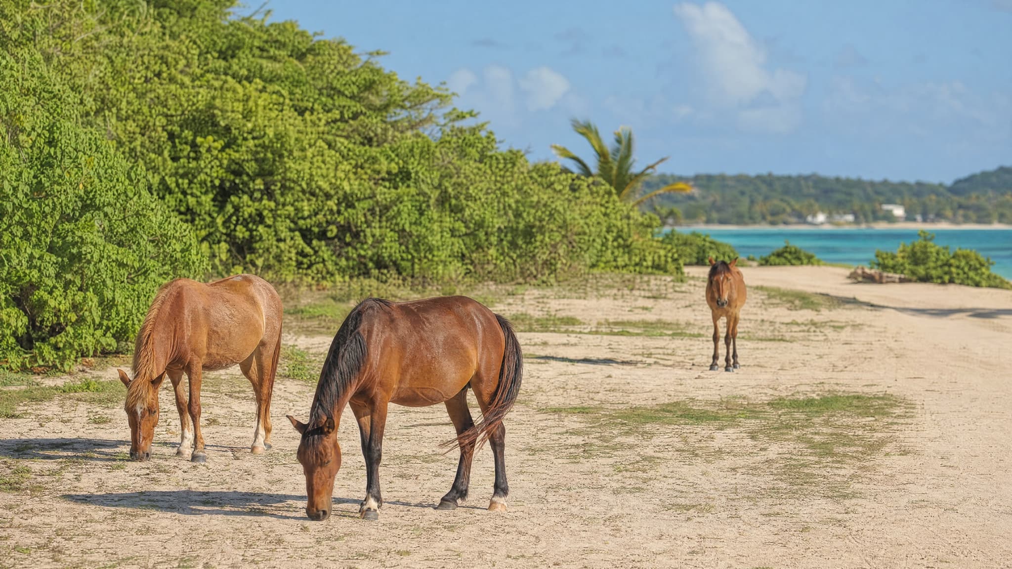 Wild horses on the sand at Sun Bay, Vieques, alongside the turquoise water of Flamenco Beach, Culebra